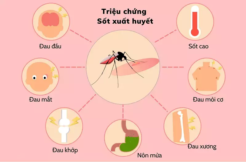 Làm sao để bớt muỗi? 7 Phương pháp hiệu quả từ chuyên gia