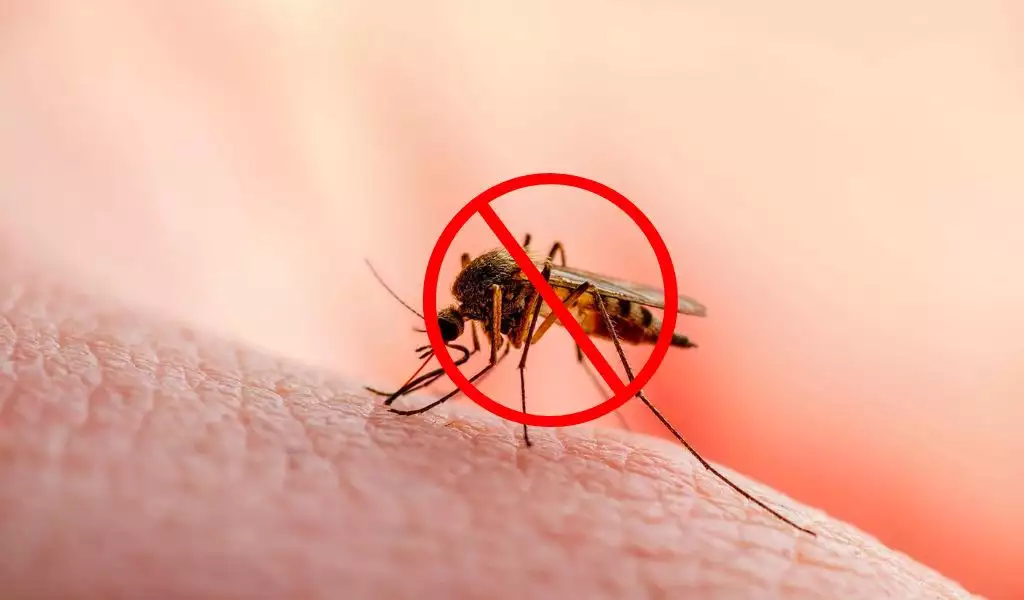 Làm sao để bớt muỗi? 7 Phương pháp hiệu quả từ chuyên gia